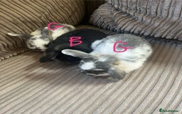 Mini Lop rabbits for sale: Mini Lop Babies  - Image 9