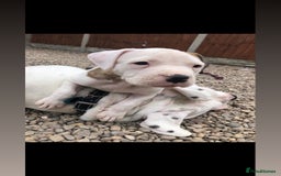 American Bulldog dogs for sale: Last Female American bulldog puppy left - Image 6