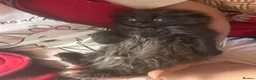 Mixed Breed cats for sale: Mixed kittens - Advert 22