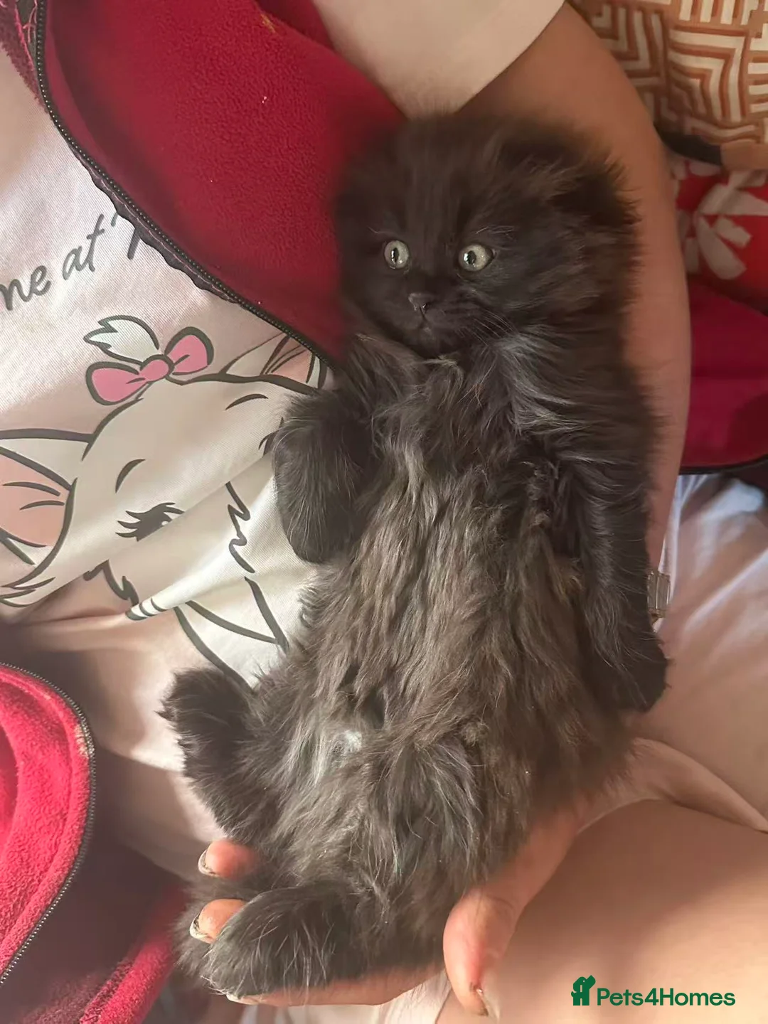 Mixed Breed cats for sale: Mixed kittens - Advert 22