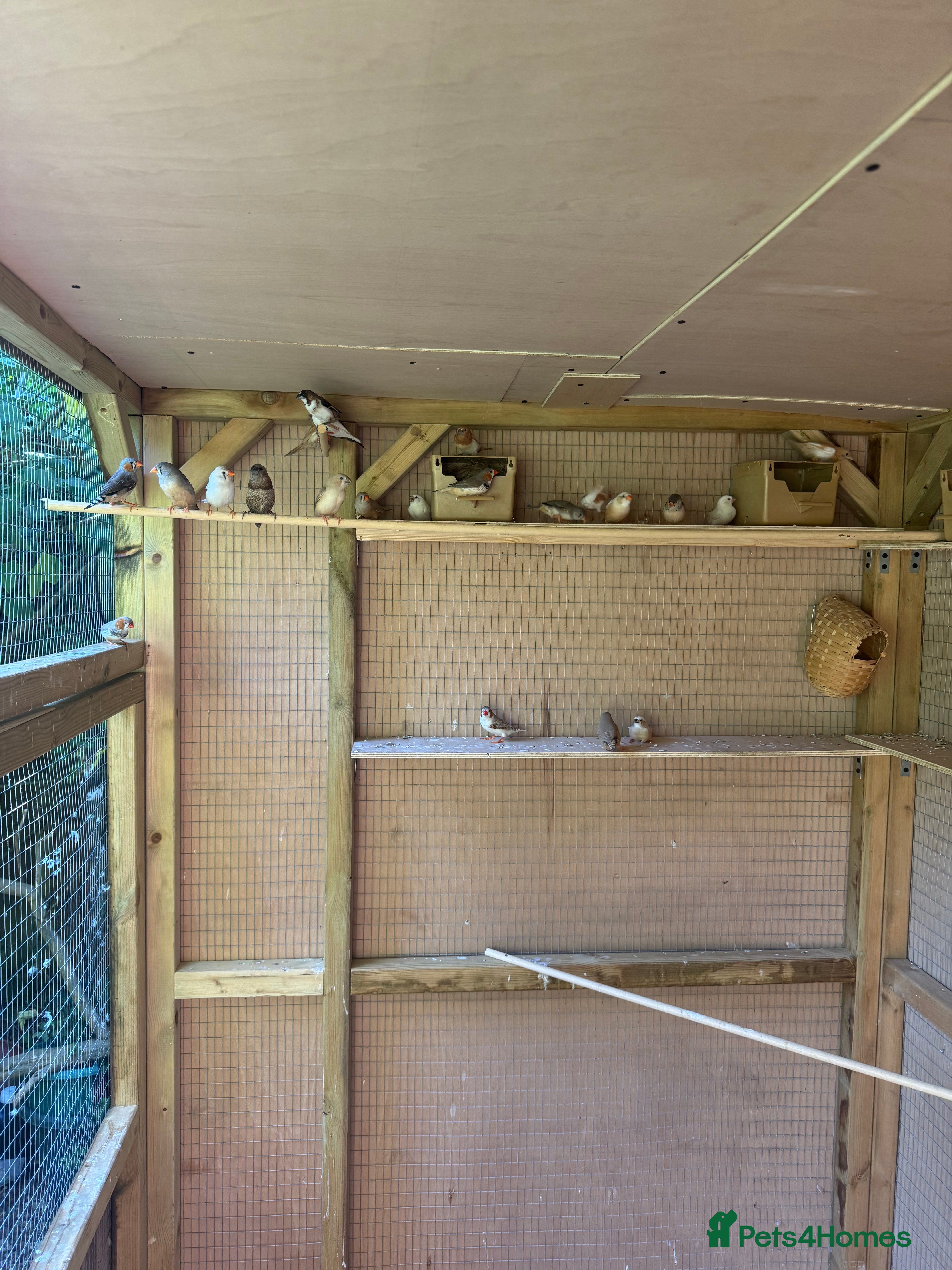 Canaries birds Zebra finches  - Advert 3