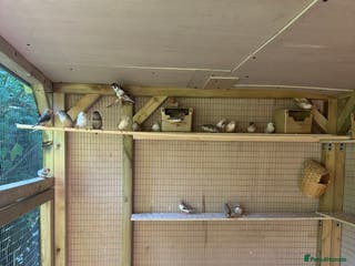 Canaries birds Zebra finches - Advert 7