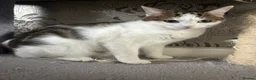Mixed Breed cats for sale: Mother and daughter  in Brampton - Advert 4