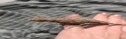 Gecko reptiles for sale: Gargoyle Gecko - Advert 4