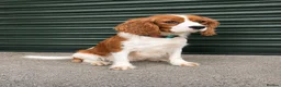 Cavapoo dogs for sale: F1 type Fox red & white Cavapoo Puppies  - Advert 7