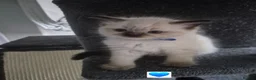 Ragdoll cats for sale: Pure ragdolls ready for there new homes 1st July  - Advert 4