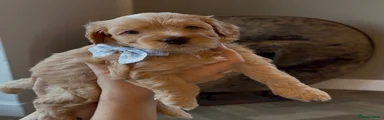 Cockapoo 1