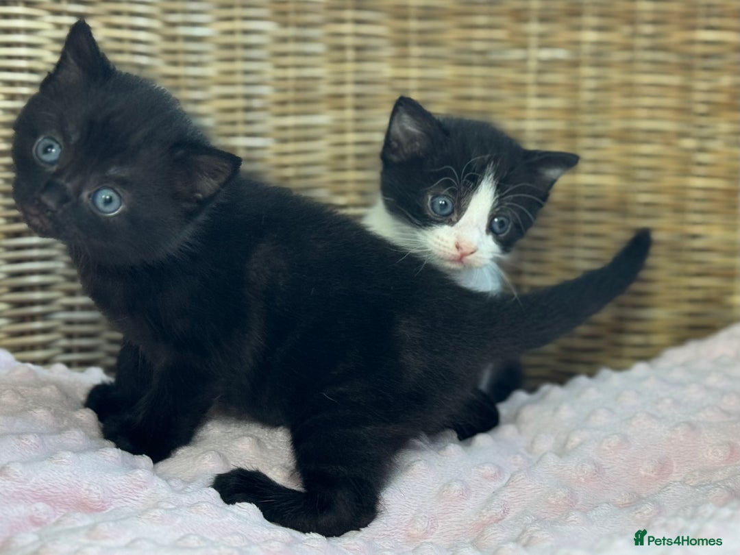 Mixed Breed cats for sale: 🐾 Two girls Looking for Future Forever Homes 🐾 - Image 7