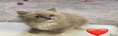 Ragdoll Kitten 5