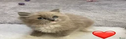 Ragdoll cats for sale: Beautiful Ragdolls  - Advert 27