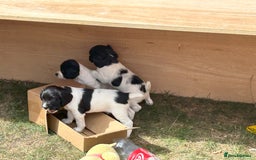 English Springer Spaniel dogs for sale: KC Reg English Springer Spaniel puppies - Image 6
