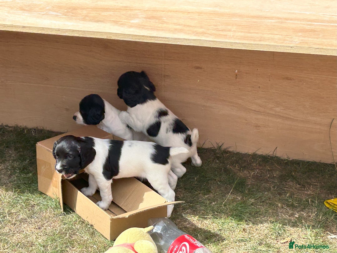 English Springer Spaniel dogs for sale: KC Reg English Springer Spaniel puppies - Image 6
