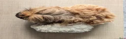 Guinea Pig rodents for sale: Texel and Alpaca boars looking for their 5*  home - Advert 6