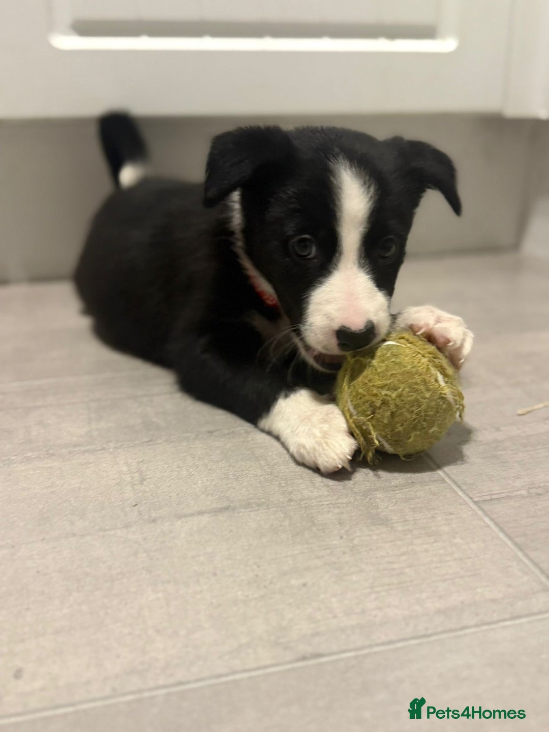 Border Collie dogs for sale: Border collie puppies  - Advert 11
