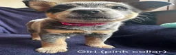 Australian Cattle Dog dogs for sale: Now reduced! Stunning cattle dogs! - Advert 5