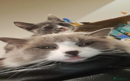 Ragdoll cats for sale: Simba neutered ragdoll  - Image 8