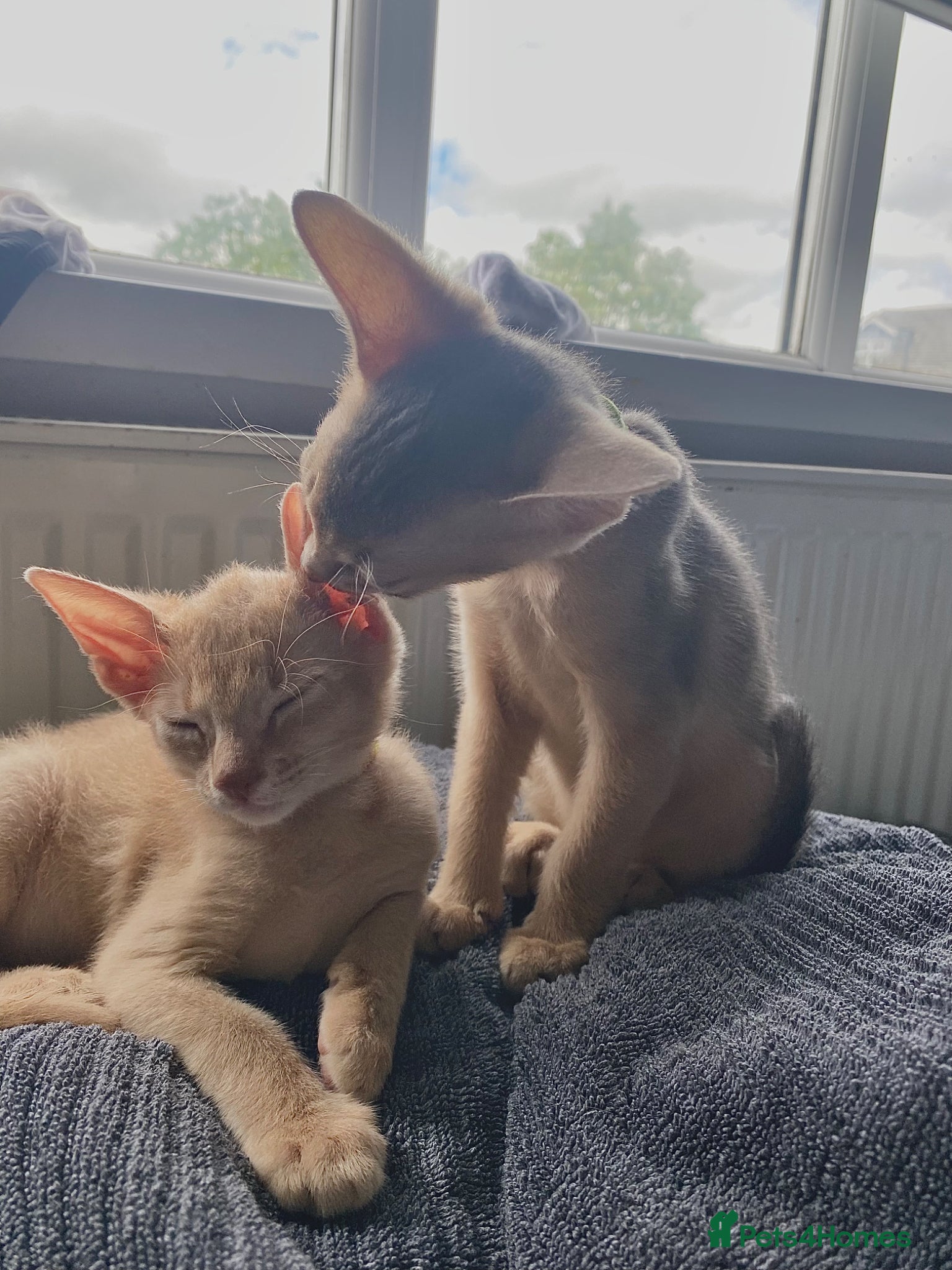 Abyssinian cats Abyssinian Kittens 🐾 - Advert 11