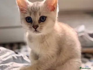 Scottish Fold cats 1 Kitten need a loving home - Advert 8