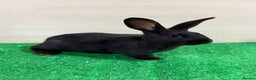 Silver Fox rabbits for sale: Silver Fox X Californian Kits. Does and Bucks - Advert 1