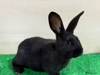 Silver Fox rabbits Silver Fox X Californian Kits. Does and Bucks - Advert 17