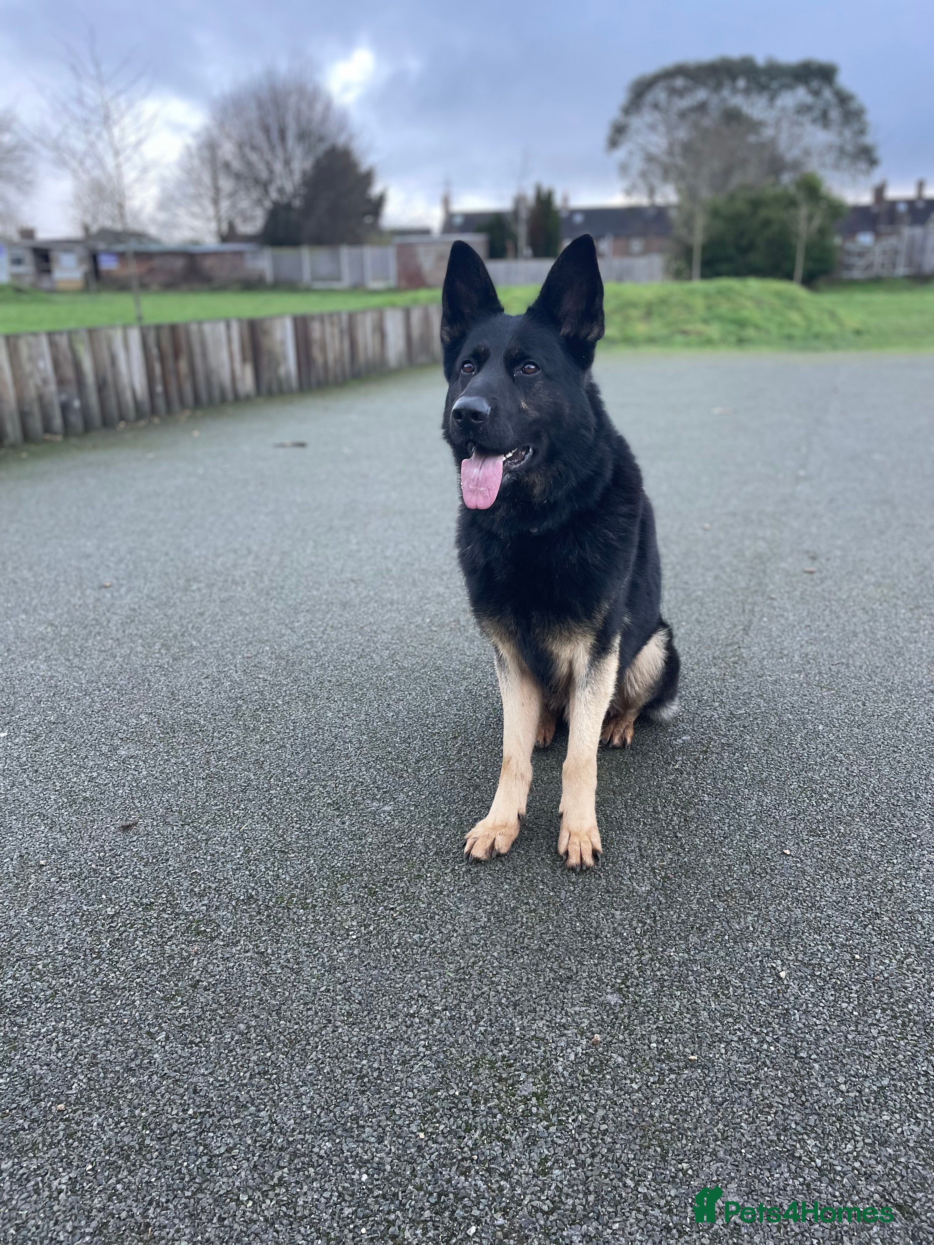 German Shepherd dogs Fully Trained Family GSD 🥇 - Advert 16