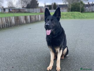 German Shepherd dogs Fully Trained Family GSD 🥇 - Advert 16