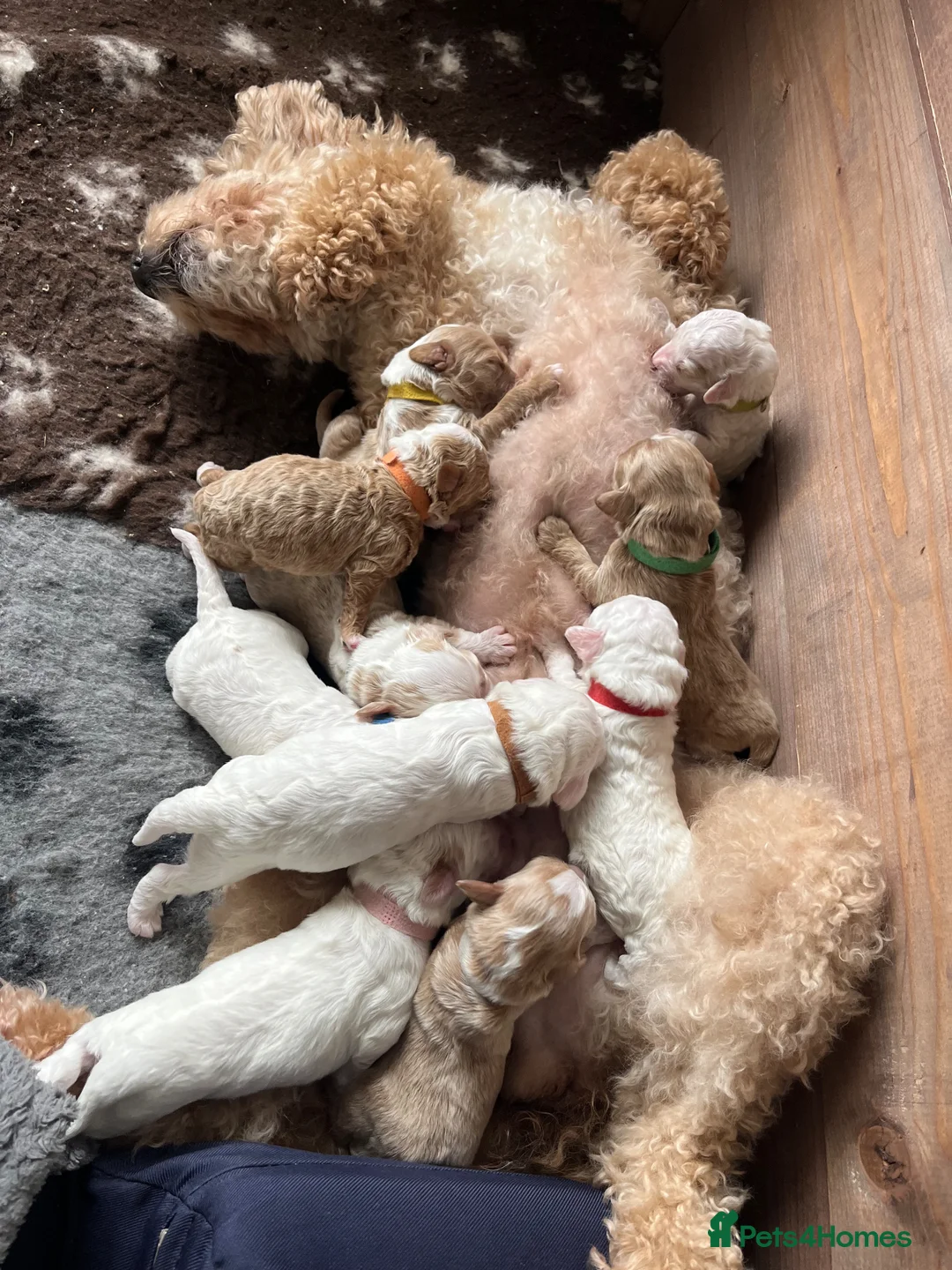 Australian Labradoodle dogs for sale: AUSSIE DOODLES  - Advert 9