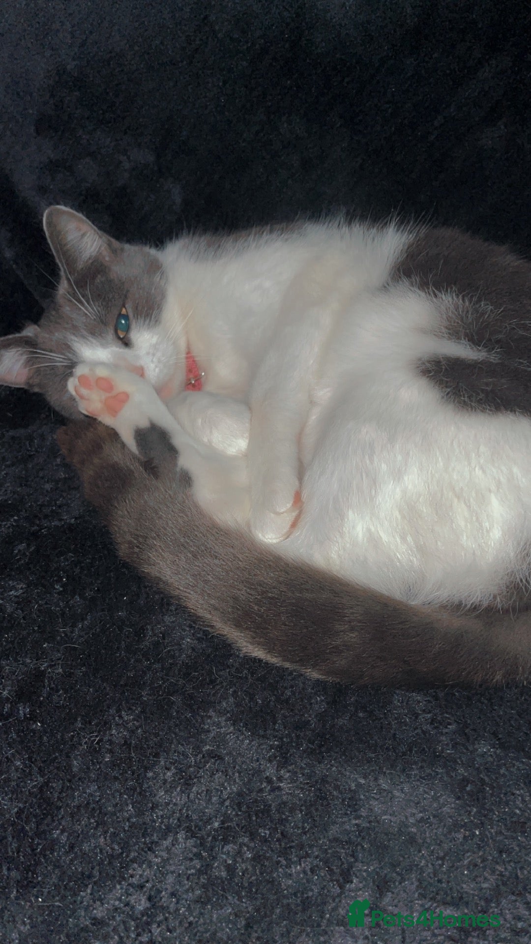 Mixed Breed cats Kittens  - Advert 1
