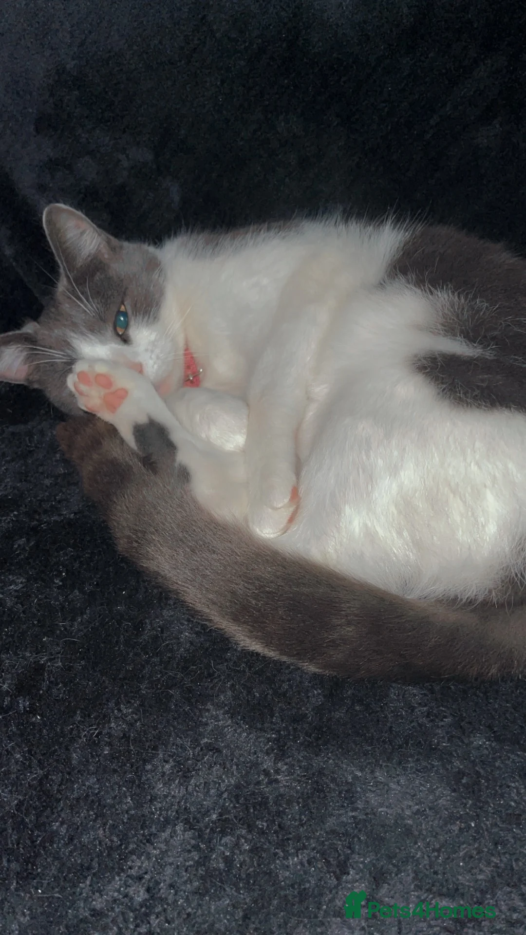 Mixed Breed cats for sale: Kittens  in Nuneaton - Advert 1