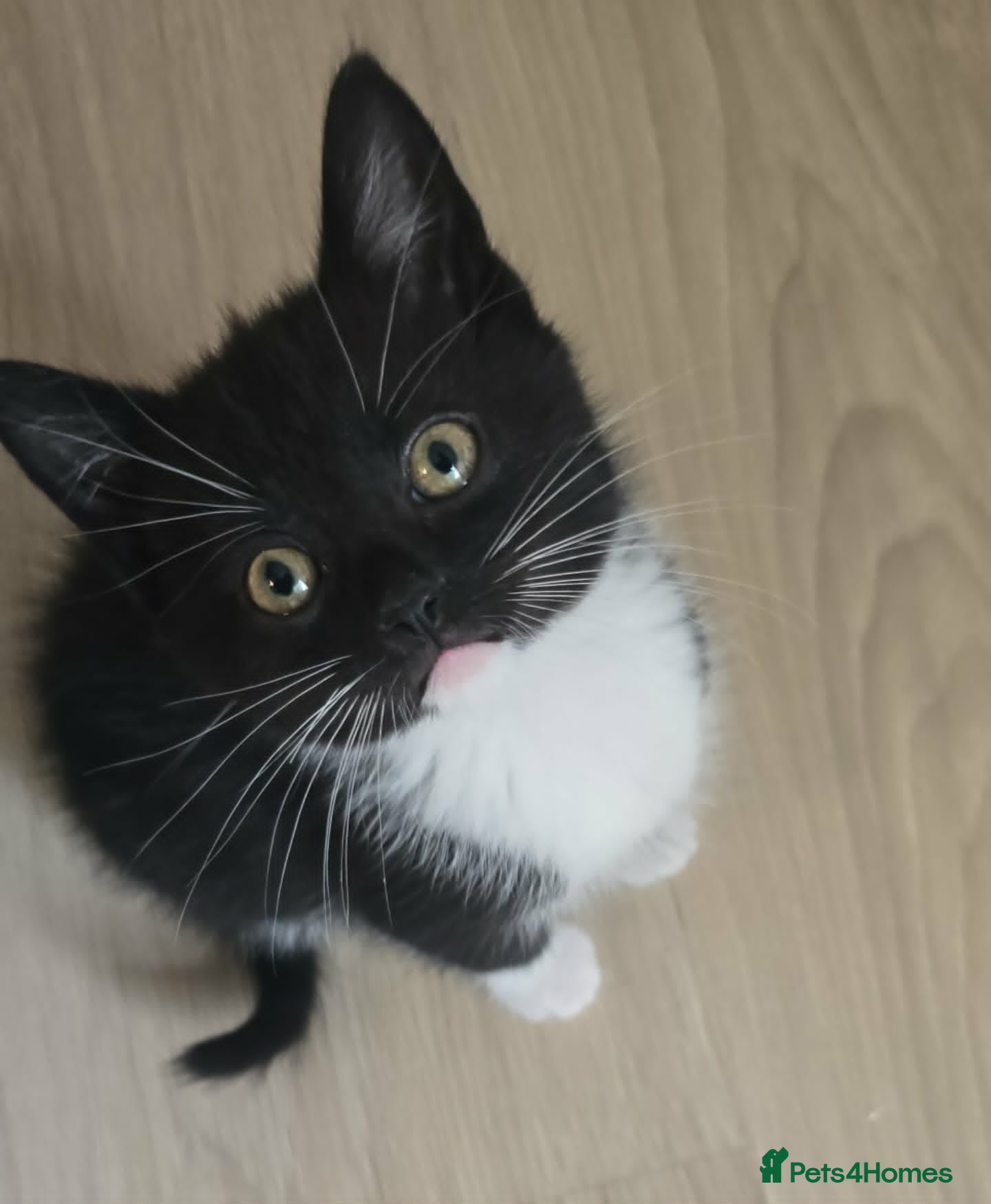 Mixed Breed cats 2 Male Kittens Looking for a new Home - Advert 11