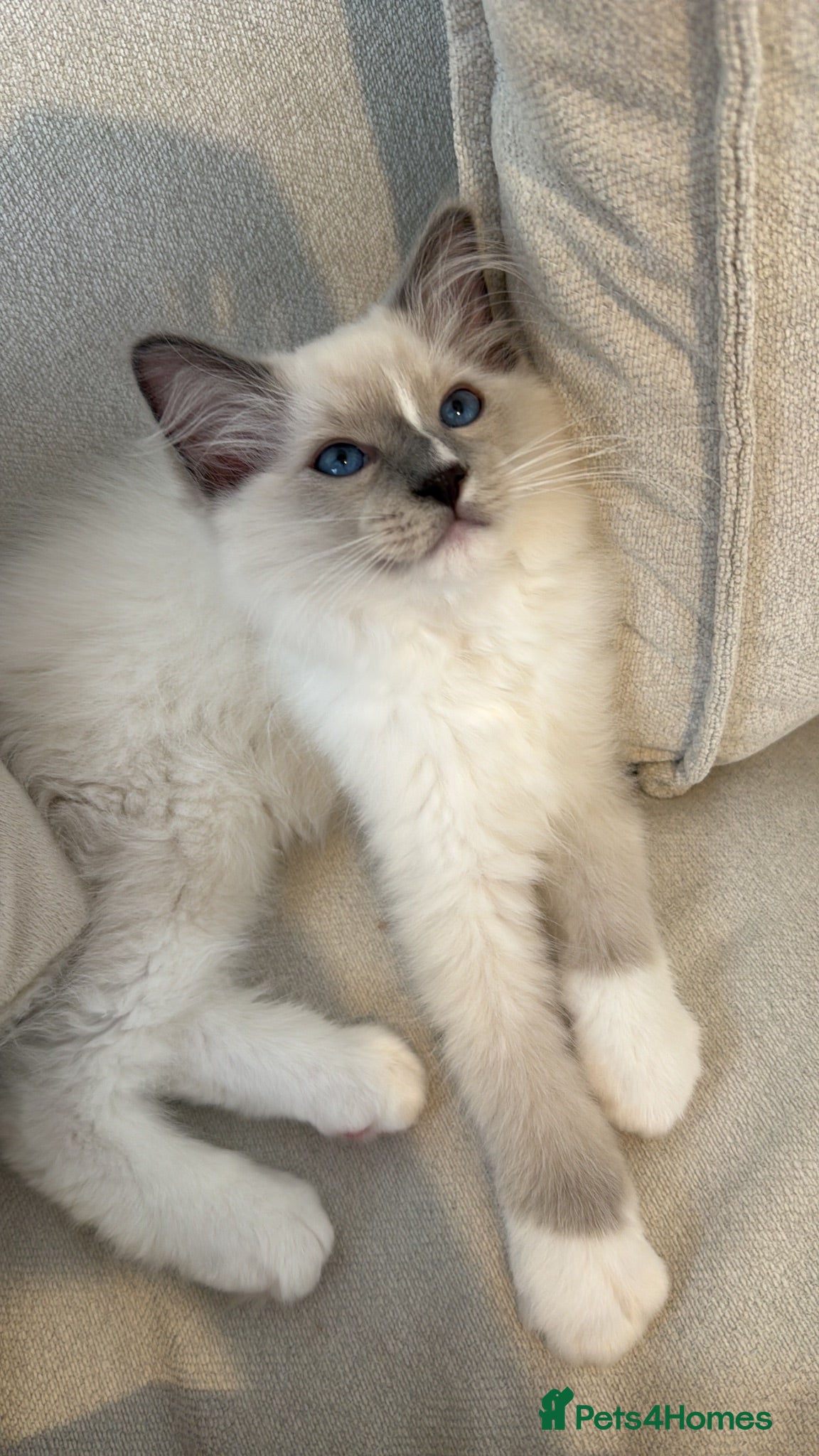 Ragdoll cats Ragdoll male  - Advert 1