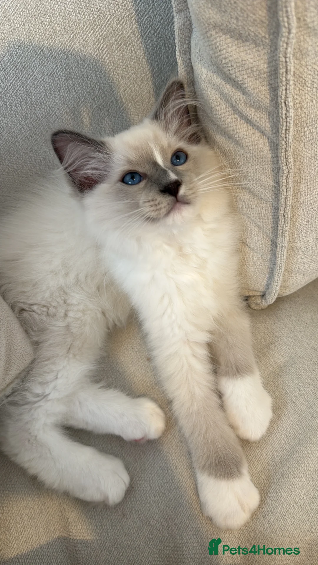 Ragdoll cats for sale: Ragdoll male  - Advert 1