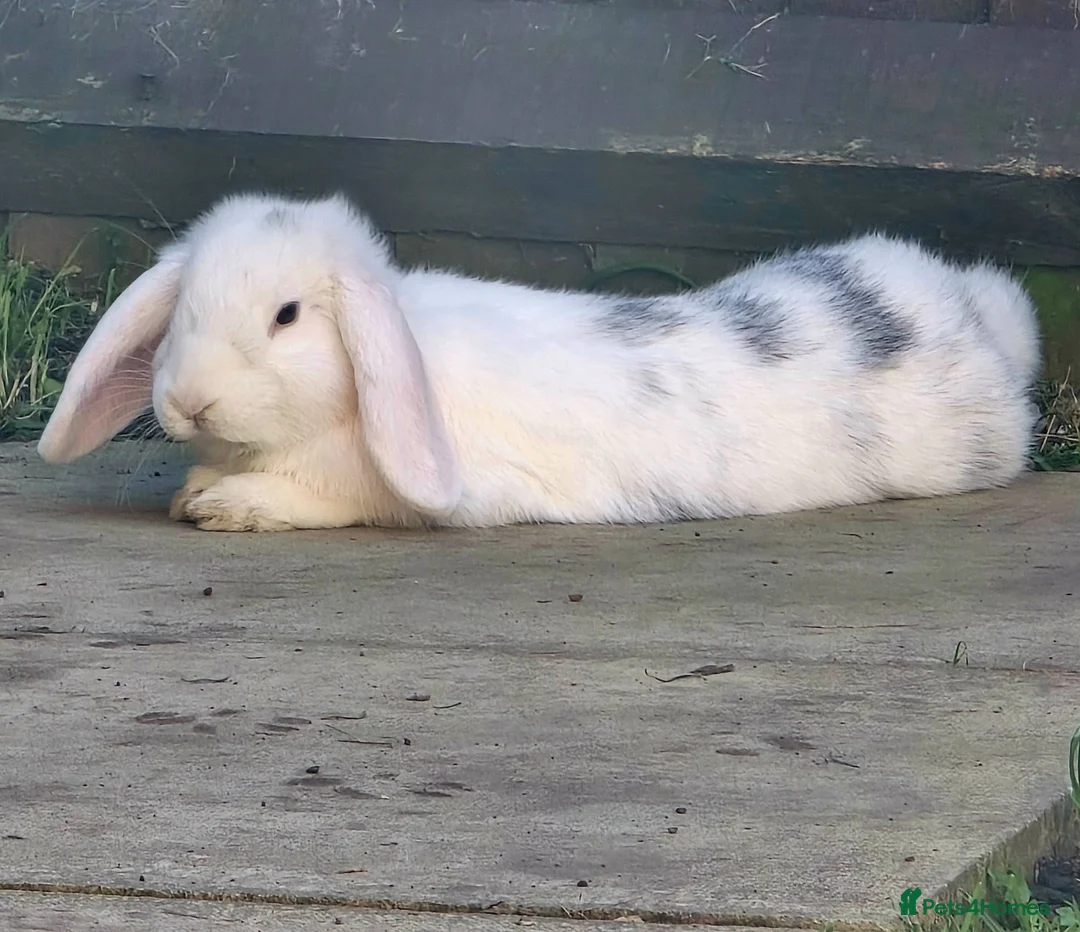 Mini Lop rabbits for sale: 2 male rabbits in Bedford - Advert 2