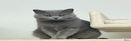 British Shorthair cats for sale: British Shorthair Girls Ready for Forever Homes - Advert 7