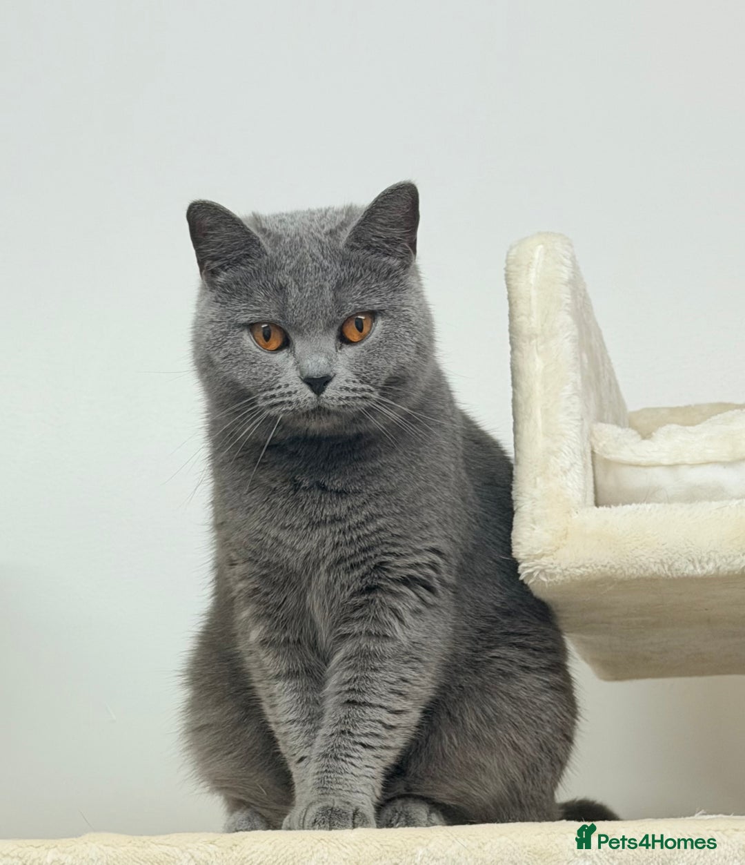 British Shorthair cats for sale: British Shorthair Girls Ready for Forever Homes - Advert 7