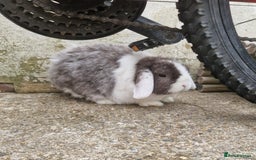 German Lop rabbits for sale: Small German lop - Gremlin - Image 3