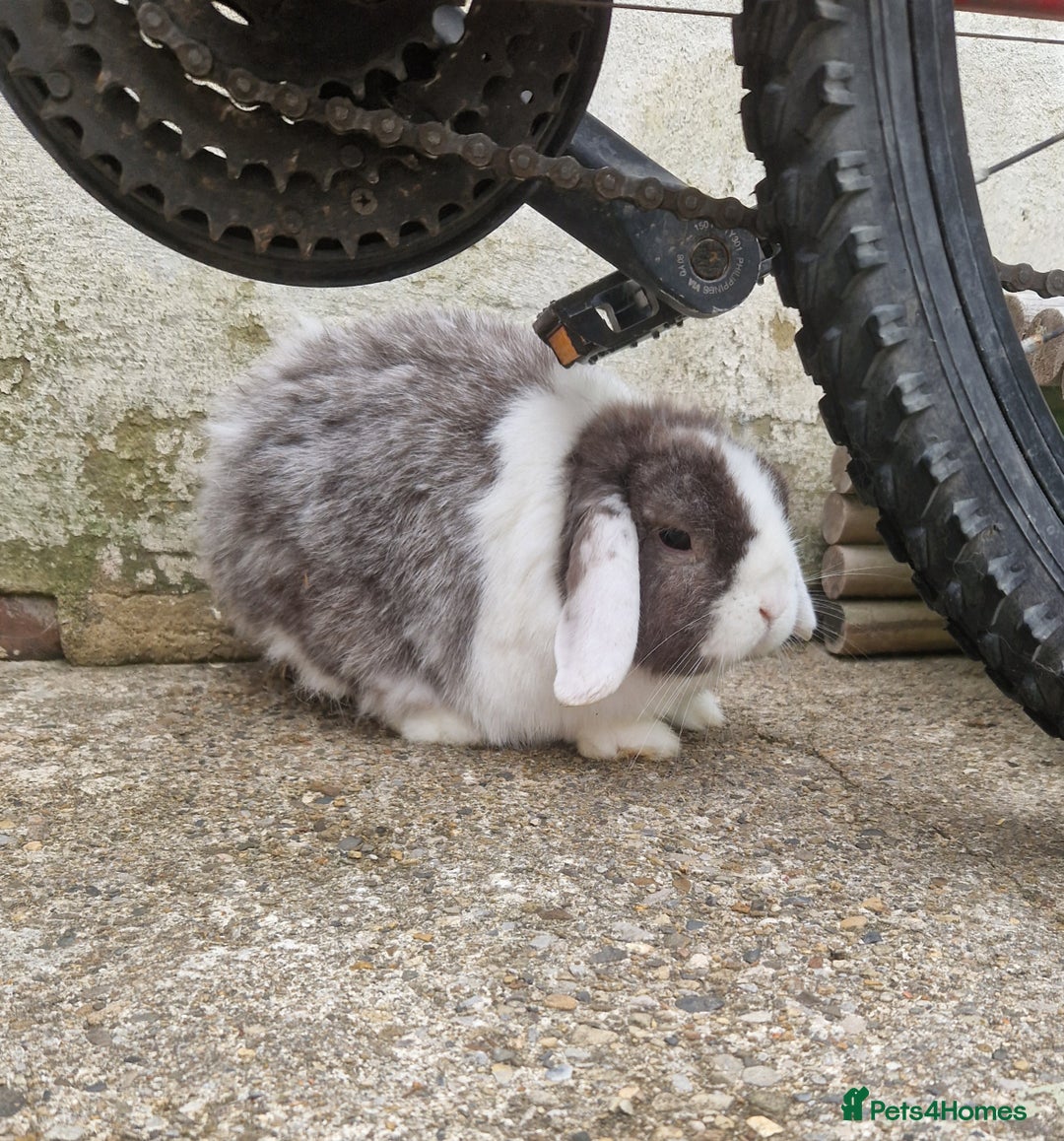 German Lop rabbits for sale: Small German lop - Gremlin - Image 3
