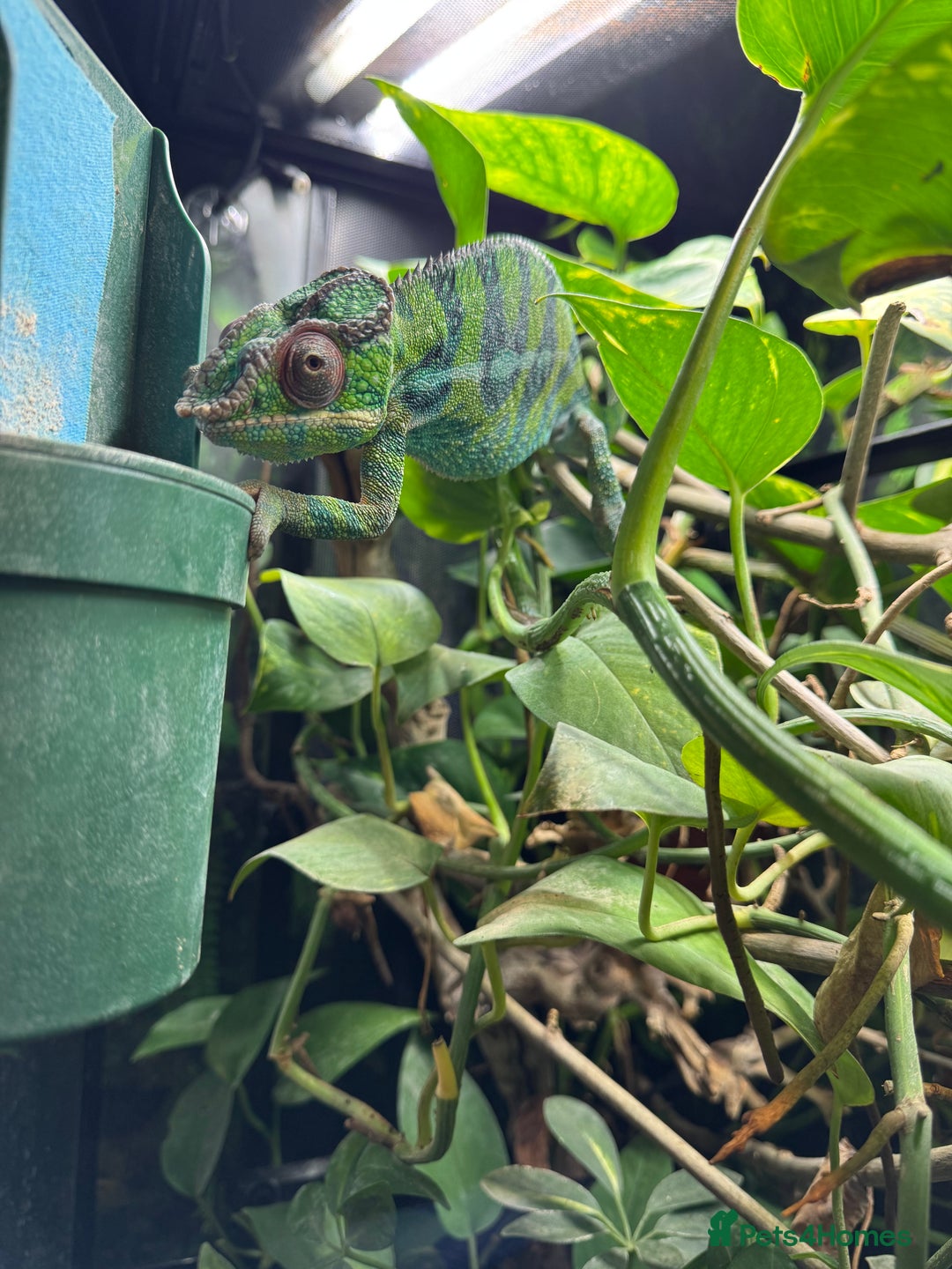Chameleon reptiles for sale: 2.5yo panther chameleon - Image 5