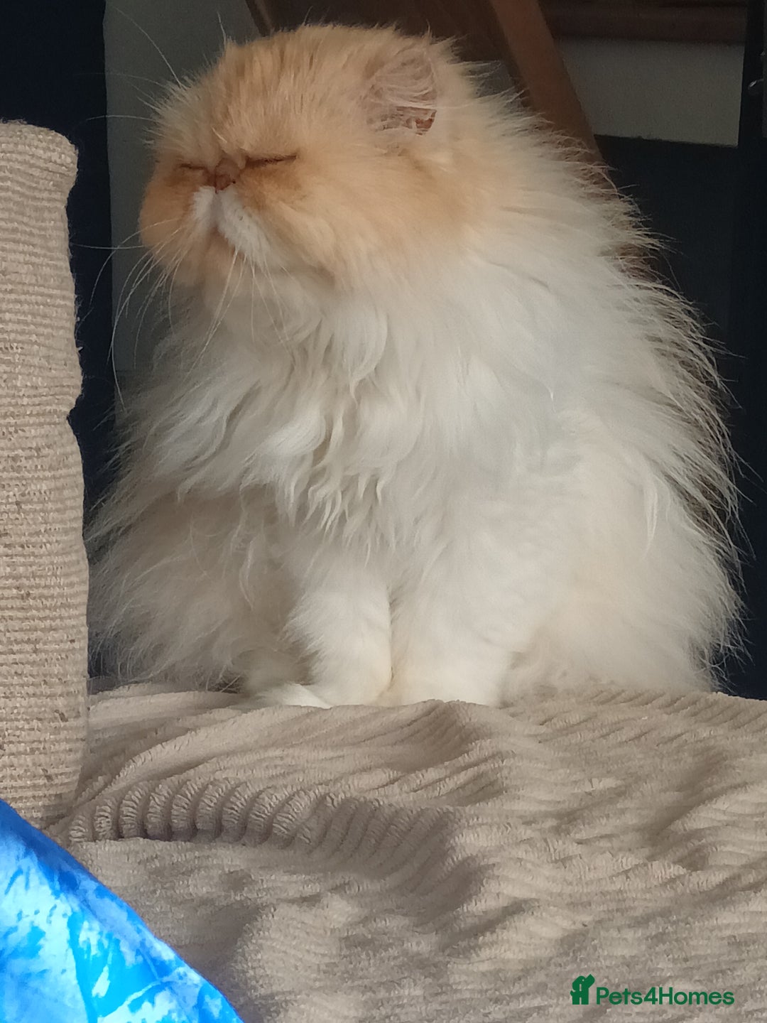 Persian cats for sale: Beautiful smokey red persian female cat  - Image 2
