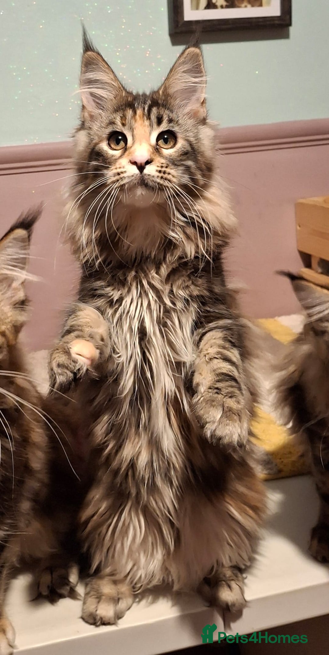 Maine Coon cats for sale: Beautiful torbie Maine Coon girls - Advert 13