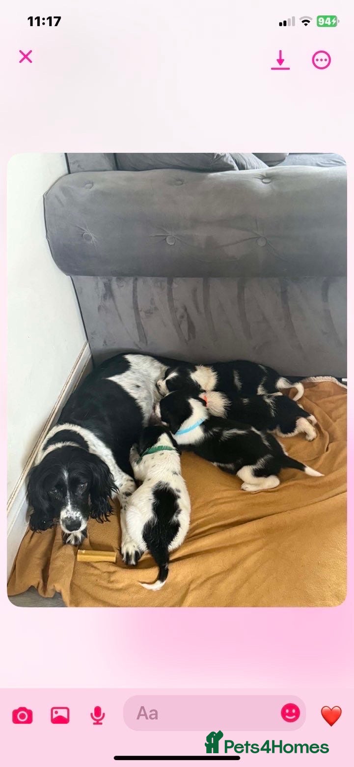 Cocker Spaniel dogs Cocker spaniel puppies ready to go  - Advert 1