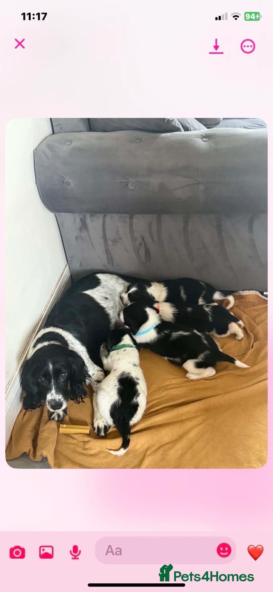 Cocker Spaniel dogs for sale: Cocker spaniel puppies ready to go  - Advert 1