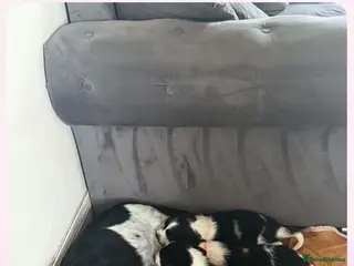 Cocker Spaniel dogs Cocker spaniel puppies ready to go - Advert 1