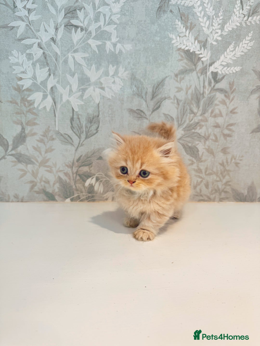 Munchkin cats for sale: 2 tiny legged rug hugger Persian munchkins - Image 15