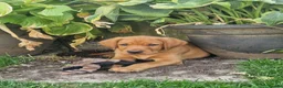 Labrador Retriever dogs for sale: Labrador Puppies ready now 2 left - Advert 6