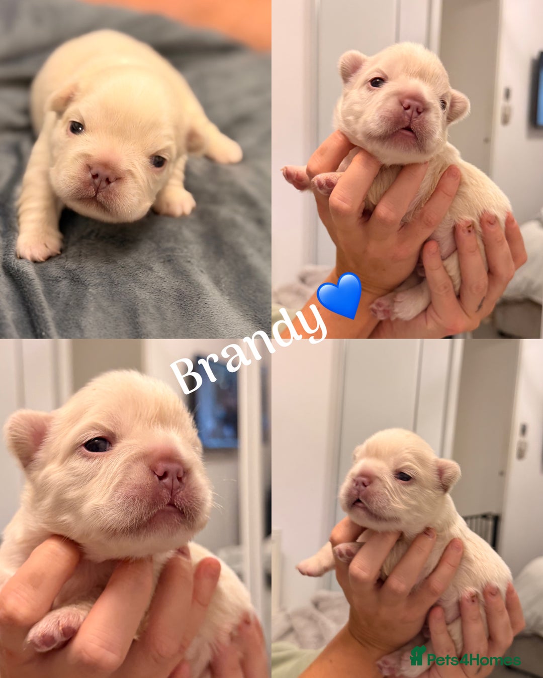 French Bulldog dogs for sale: Full visual outstanding fluffy frenchies - Advert 28