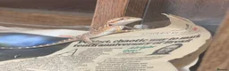 Bearded Dragon reptiles for sale: Baby Bearded Dragons - Advert 3