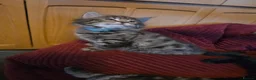 Mixed Breed cats for sale: 4 gorgeous kittens forsale  - Advert 1