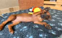 Rhodesian Ridgeback dogs for sale: Ridgeback: Chunky, Large Paws and Full Ridges  in Buckley - Image 23