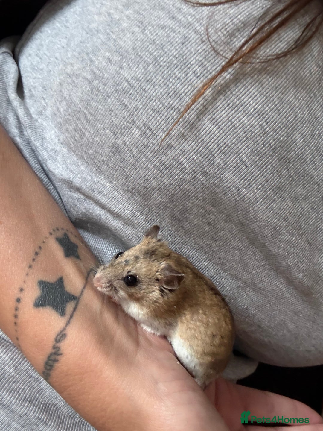 Hamster rodents for sale: Chinese dwarf hamster and cage - Advert 1